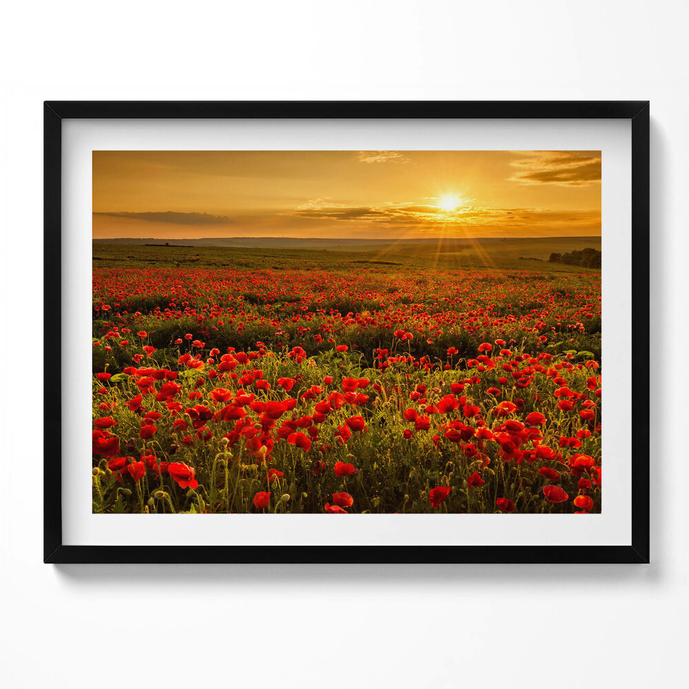 Obraz s rámem Krajina louky květů máku