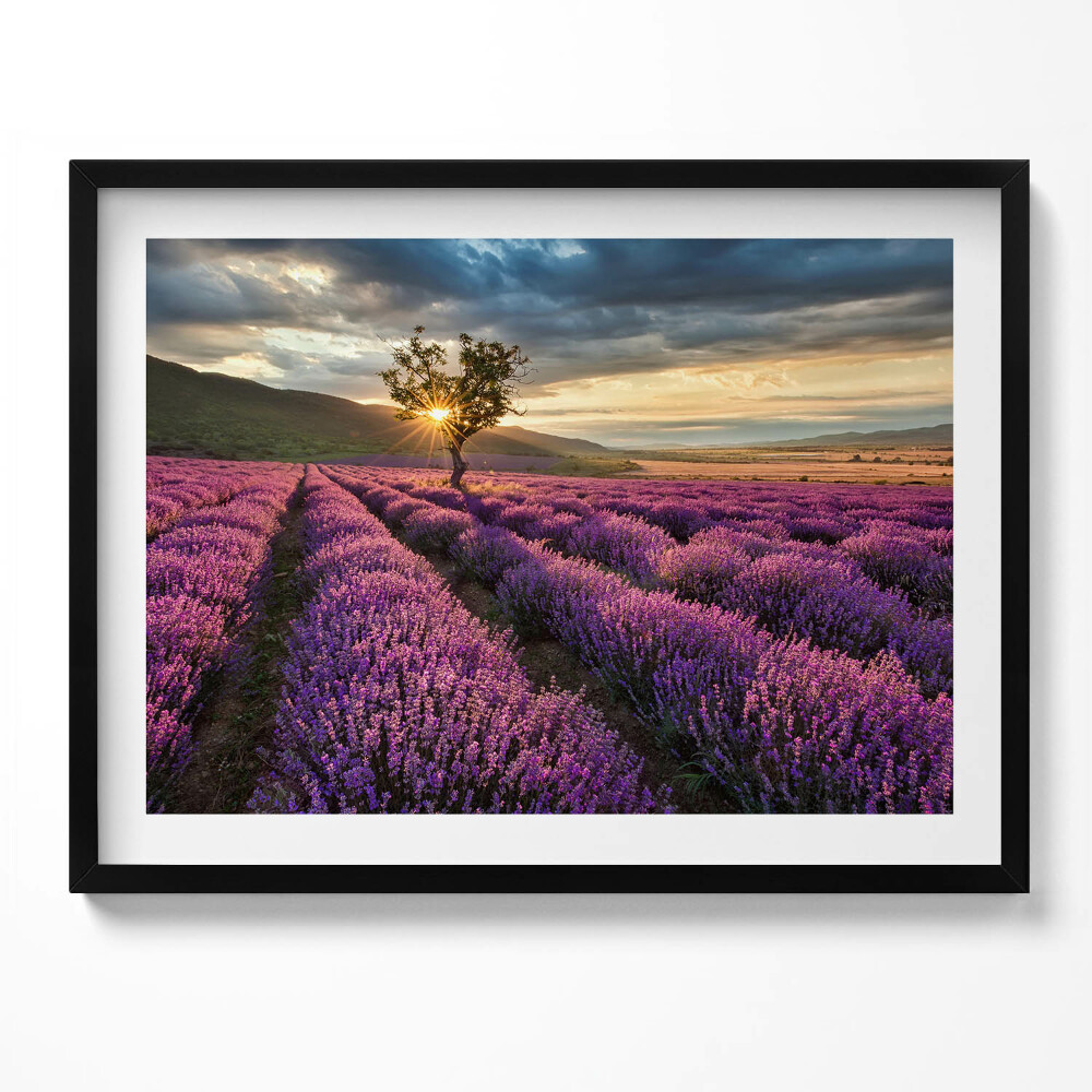 Obraz s rámem Krajina levandulového pole