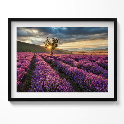 Obraz s rámem Krajina levandulového pole