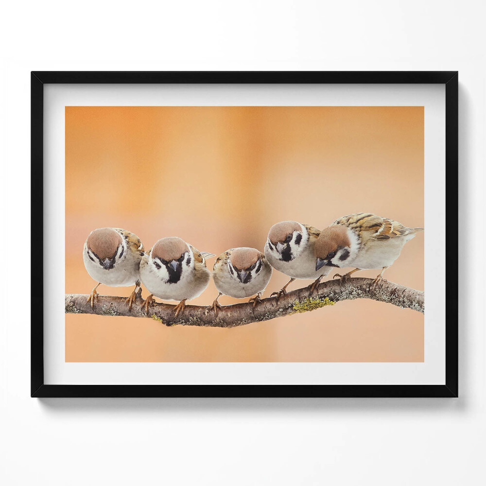 Obraz s rámem Ptáci na větvi