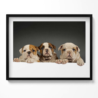 Obraz s rámem Tři štěňata psů