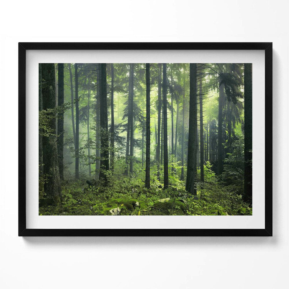 Obraz s rámem Krajina stromů a lesní vegetace