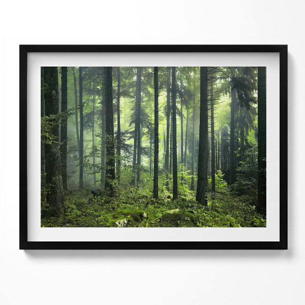 Obraz s rámem Krajina stromů a lesní vegetace