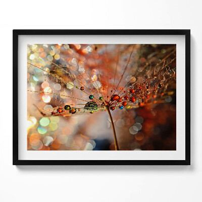 Obraz s rámem Pampeliška a rosa