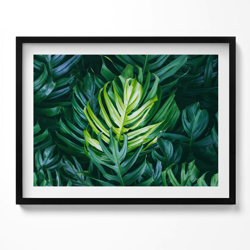 Obraz s rámem Tropická příroda - listy monstera