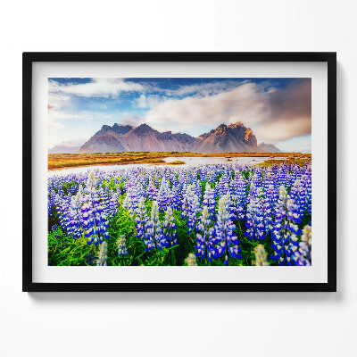 Obraz s rámem Kouzelné květy lupiny