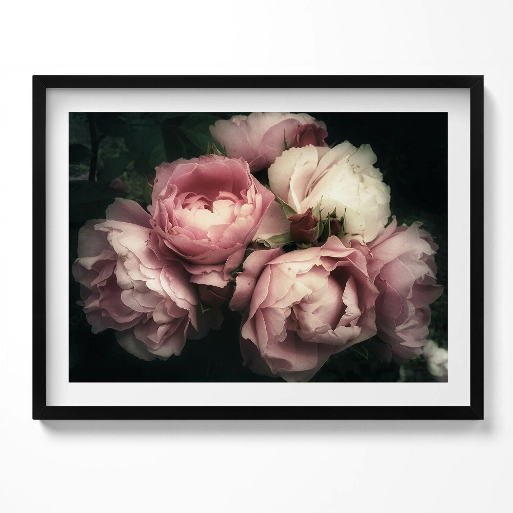 Obraz s rámem kytice růžových historických růží