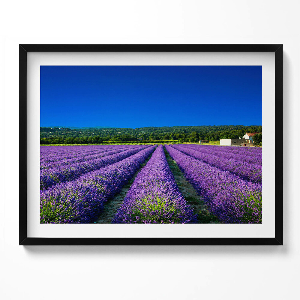 Obraz s rámem Levandulové pole v Provence