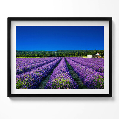 Obraz s rámem Levandulové pole v Provence