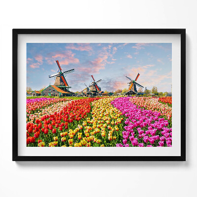 Obraz s rámem Krajina s tulipány Nizozemsko