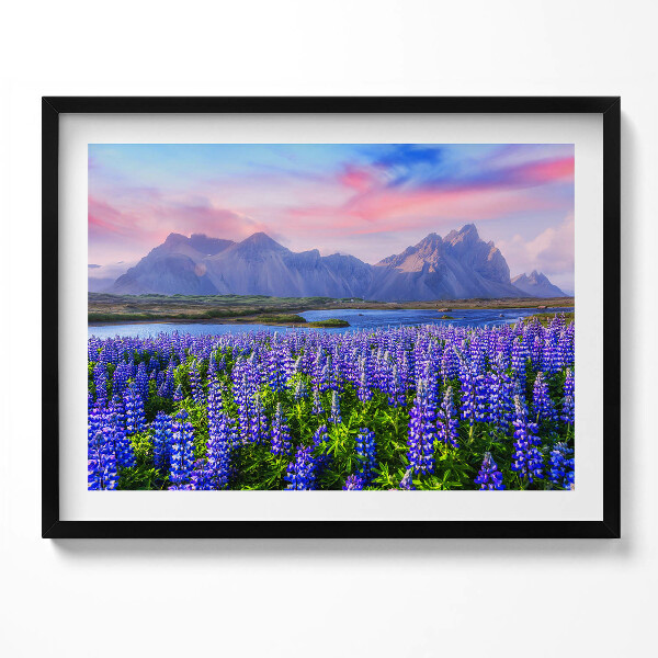 Obraz s rámem Levandulová pole - Island