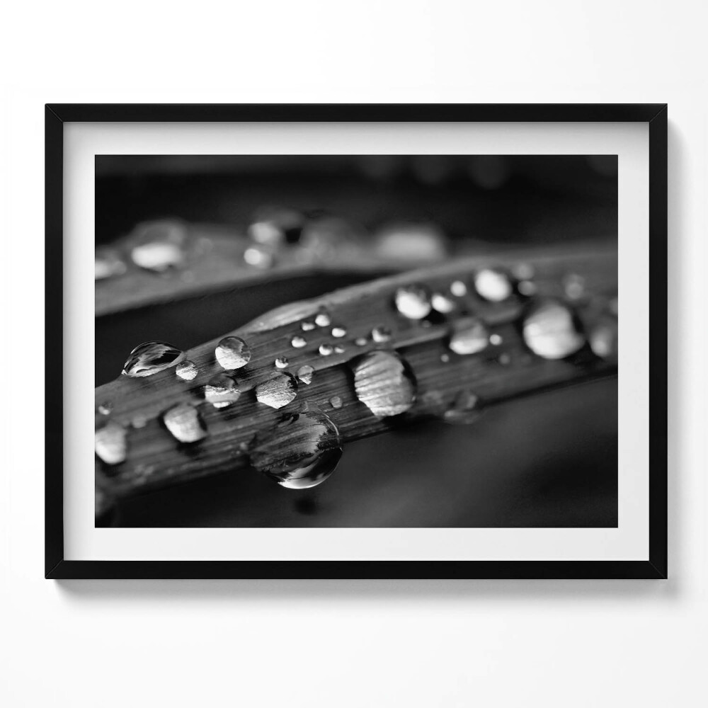 Obraz s rámem List Rosa Černá a bílá