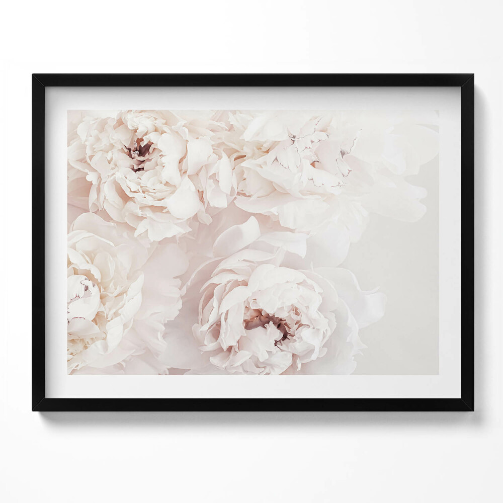 Obraz s rámem Pastelové pivoňky