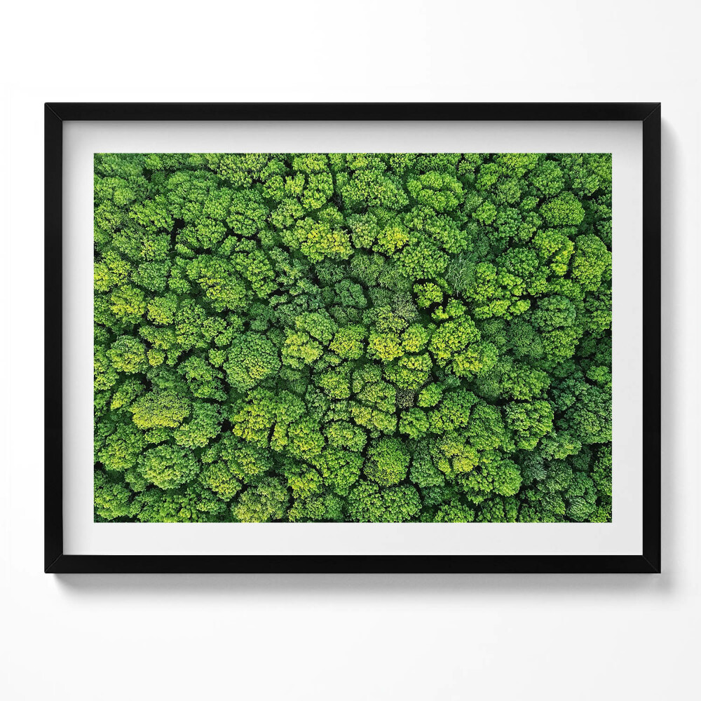 Obraz s rámem Přírodní mechová rostlina