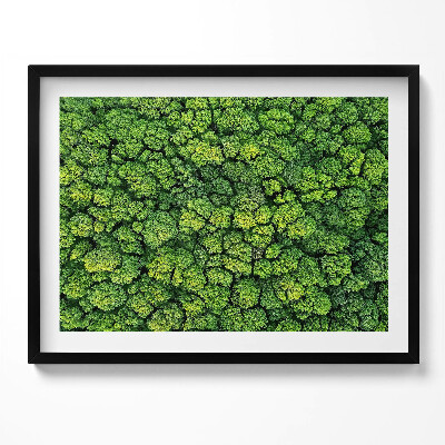 Obraz s rámem Přírodní mechová rostlina