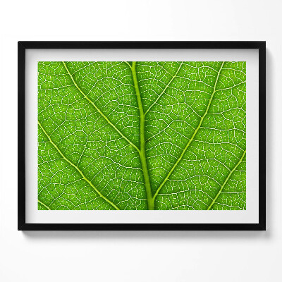 Obraz s rámem Zelené listové žilky