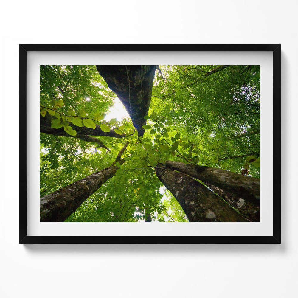 Obraz s rámem Zelené listnaté stromy