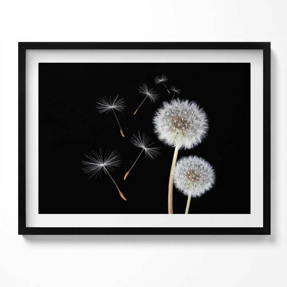 Obraz s rámem Dvě pampelišky