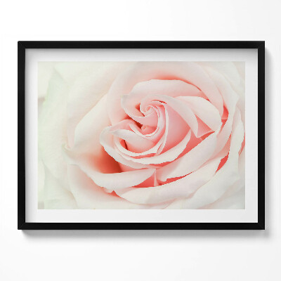 Obraz s rámem Detail růžových lístků