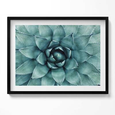 Obraz s rámem Zelená sukulentní rostlina