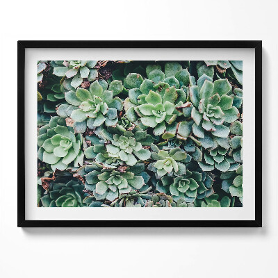 Obraz s rámem Zelené sukulentní rostliny