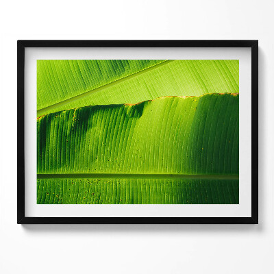 Obraz s rámem Zelené banánové listy na slunci