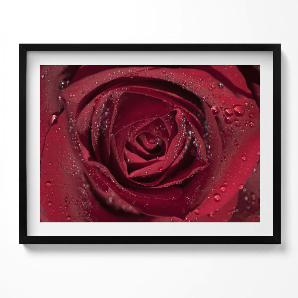 Obraz s rámem Detailní záběr na červenou růži v rose