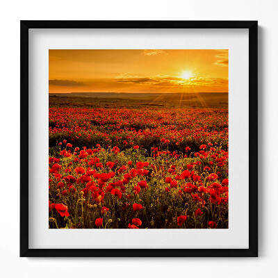 Obraz v rámu efektivní Krajina louky květů máku