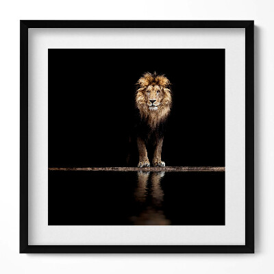 Obraz v rámu efektivní Osamělé divoké zvíře lev