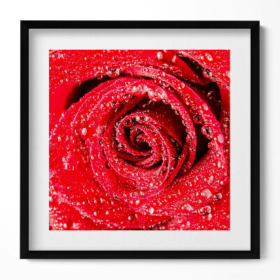 Obraz v rámu efektivní Rosa na okvětních lístcích červené růže