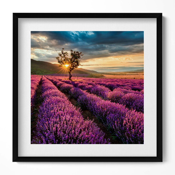 Obraz v rámu efektivní Krajina levandulového pole