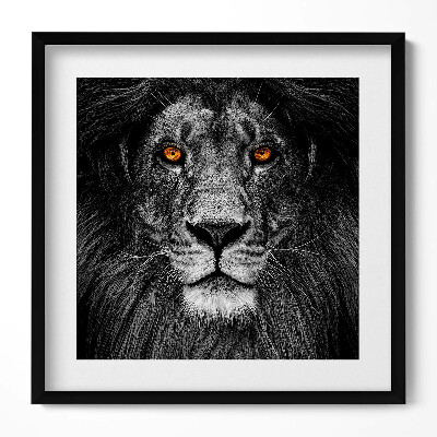 Obraz v rámu efektivní Černá a bílá hlava lva