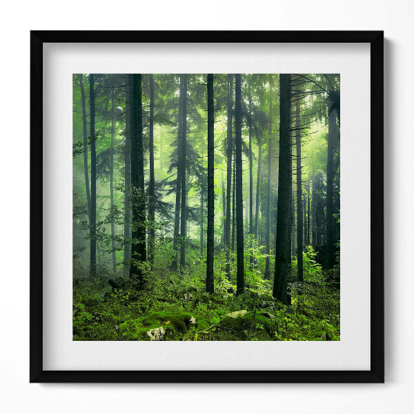 Obraz v rámu efektivní Krajina stromů a lesní vegetace