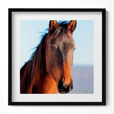 Obraz v rámu efektivní Hlava hnědého koně