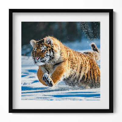 Obraz v rámu efektivní Nadýchaný tygr ve sněhu