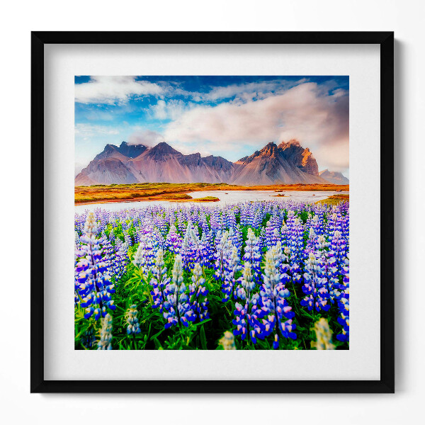 Obraz v rámu efektivní Kouzelné květy lupiny