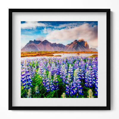 Obraz v rámu efektivní Kouzelné květy lupiny