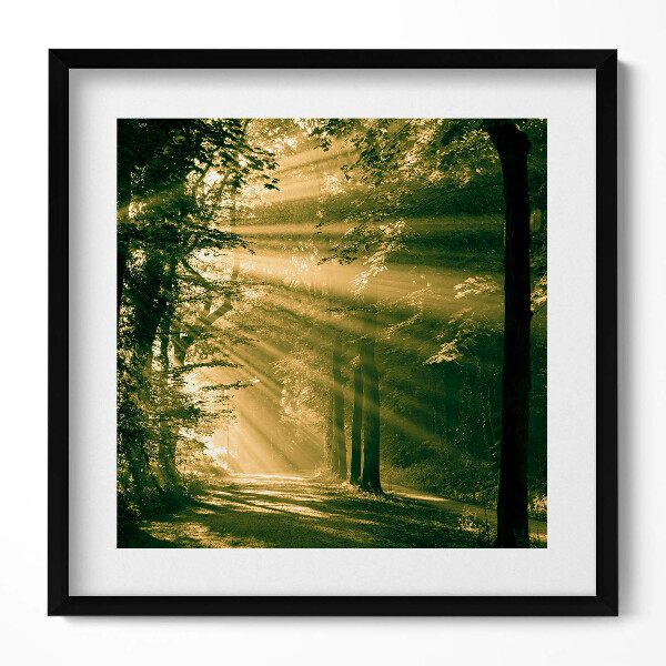 Obraz v rámu efektivní Sluneční paprsky v lese