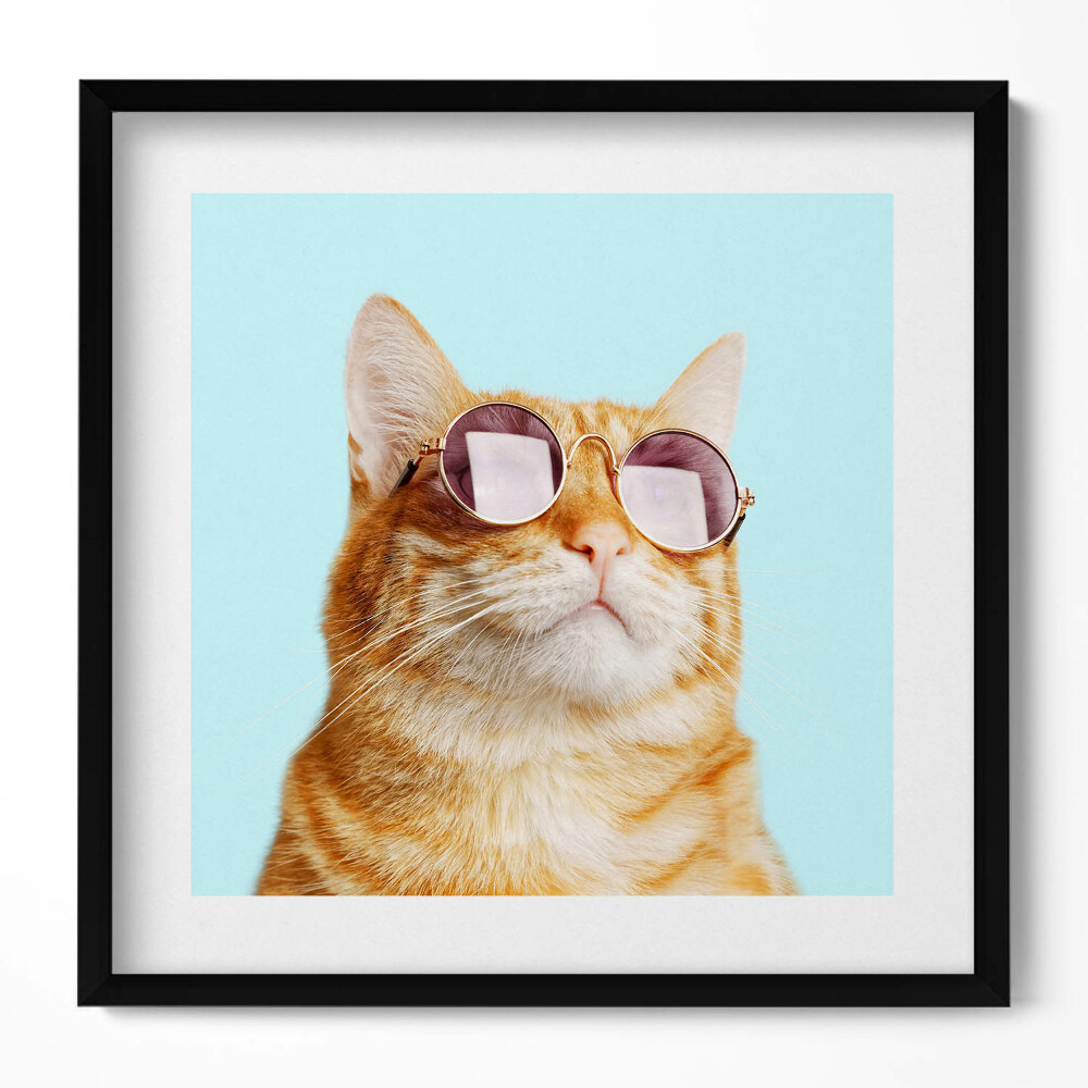 Obraz v rámu efektivní Legrační kočka s brýlemi