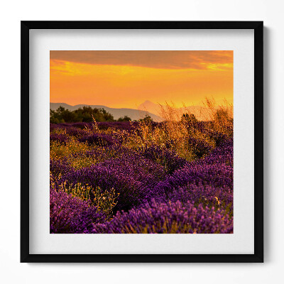 Obraz v rámu efektivní Levandulová louka Provence Francie