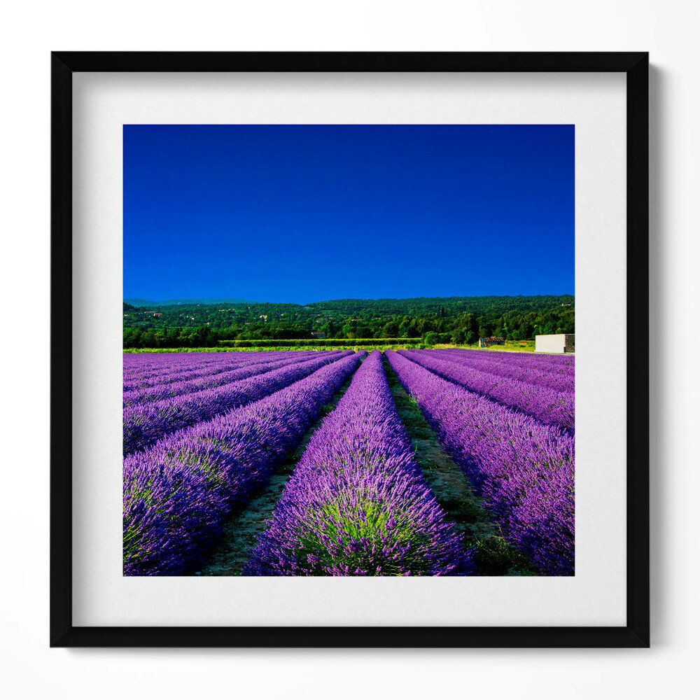 Obraz v rámu efektivní Levandulové pole v Provence