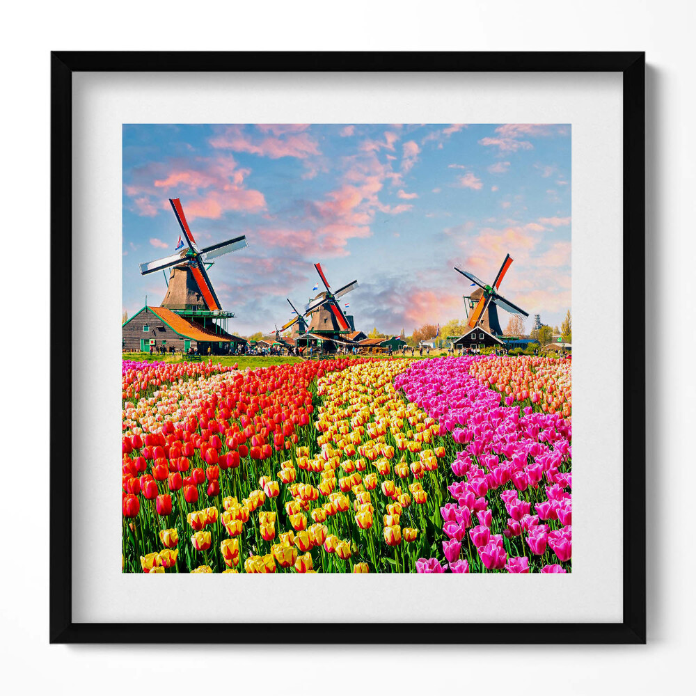 Obraz v rámu efektivní Krajina s tulipány Nizozemsko