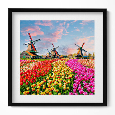Obraz v rámu efektivní Krajina s tulipány Nizozemsko