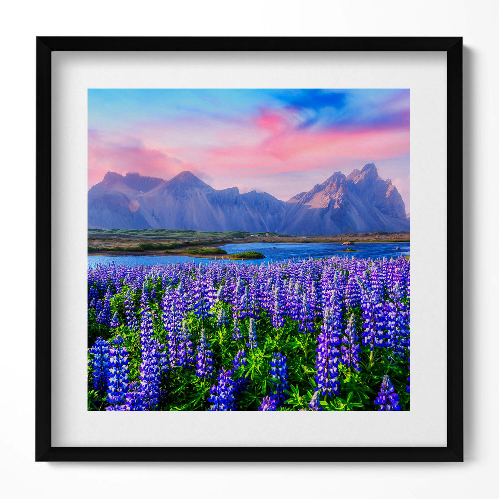 Obraz v rámu efektivní Levandulová pole - Island