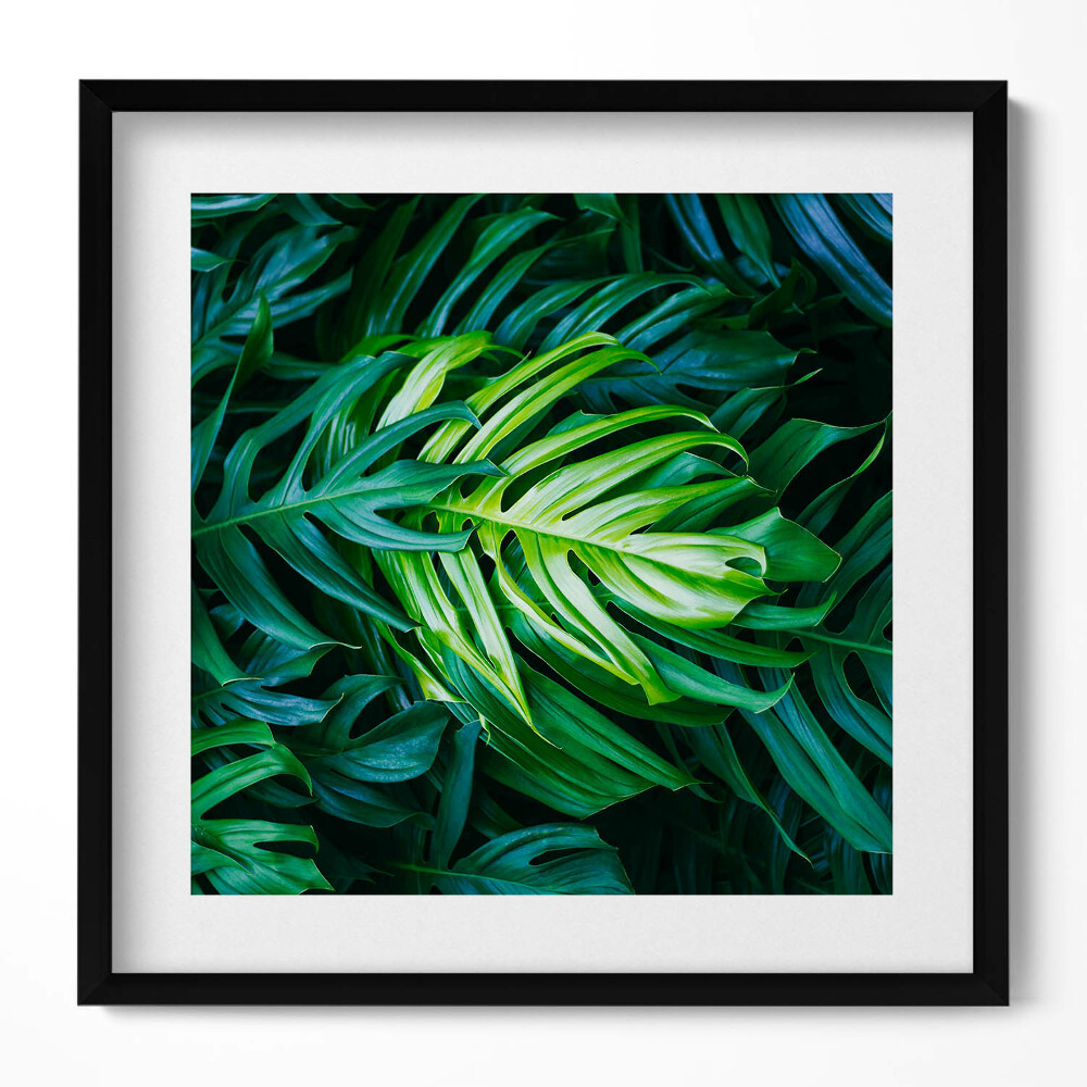 Obraz v rámu efektivní Divoké monstera listy