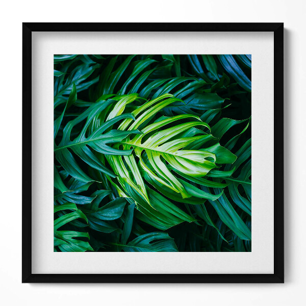 Obraz v rámu efektivní Divoké monstera listy