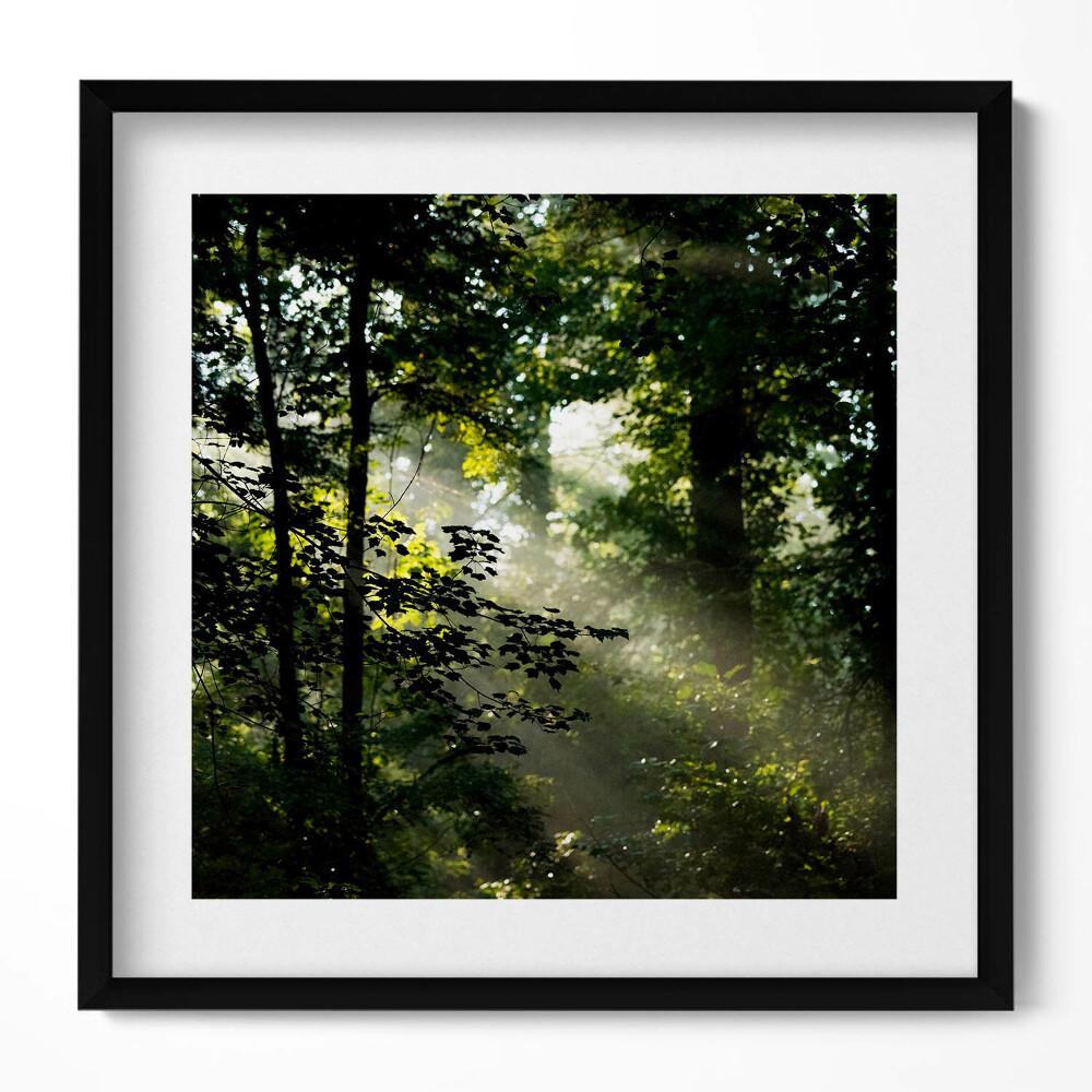 Obraz v rámu efektivní Sluneční paprsky a stromy