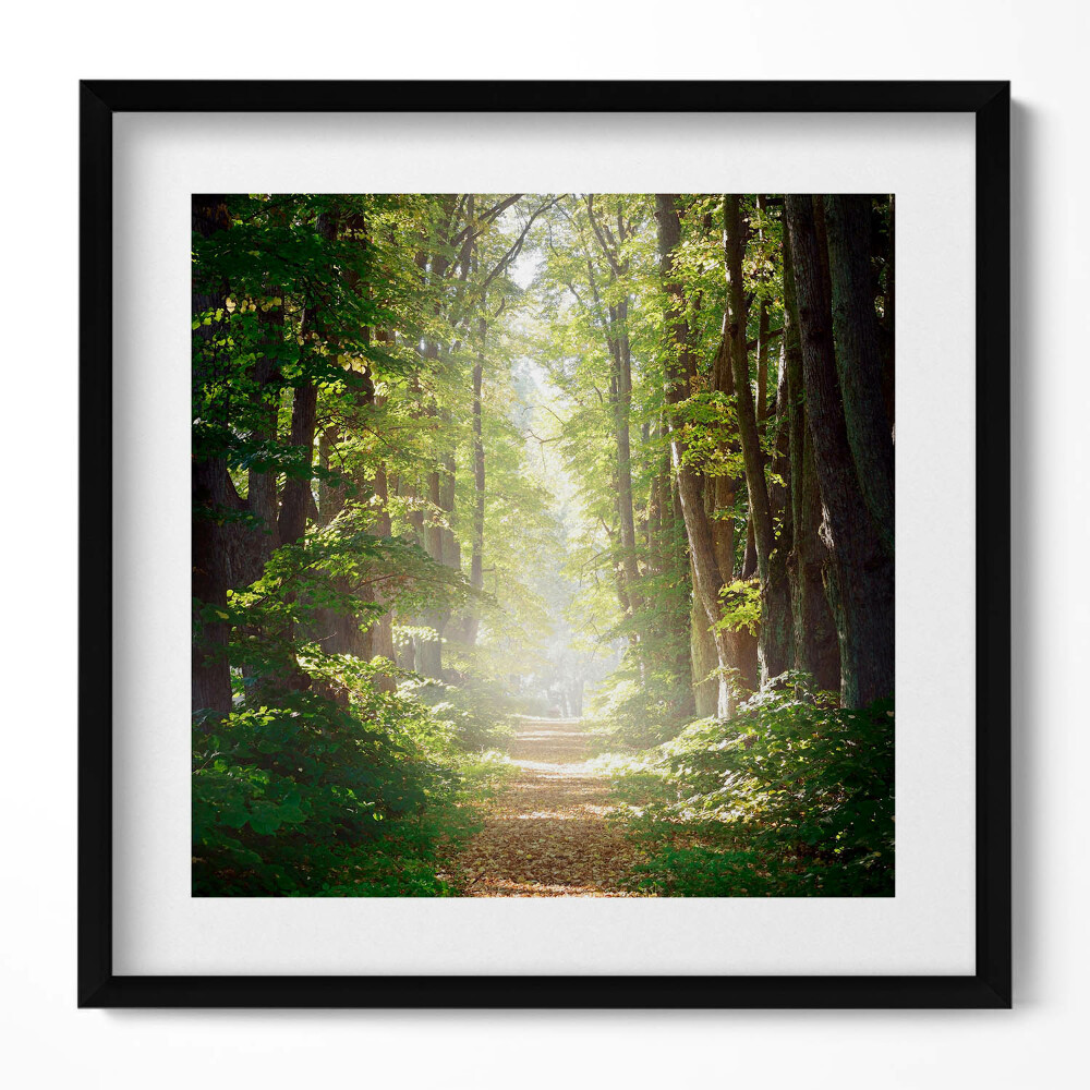 Obraz v rámu efektivní Lesní cesta mezi stromy