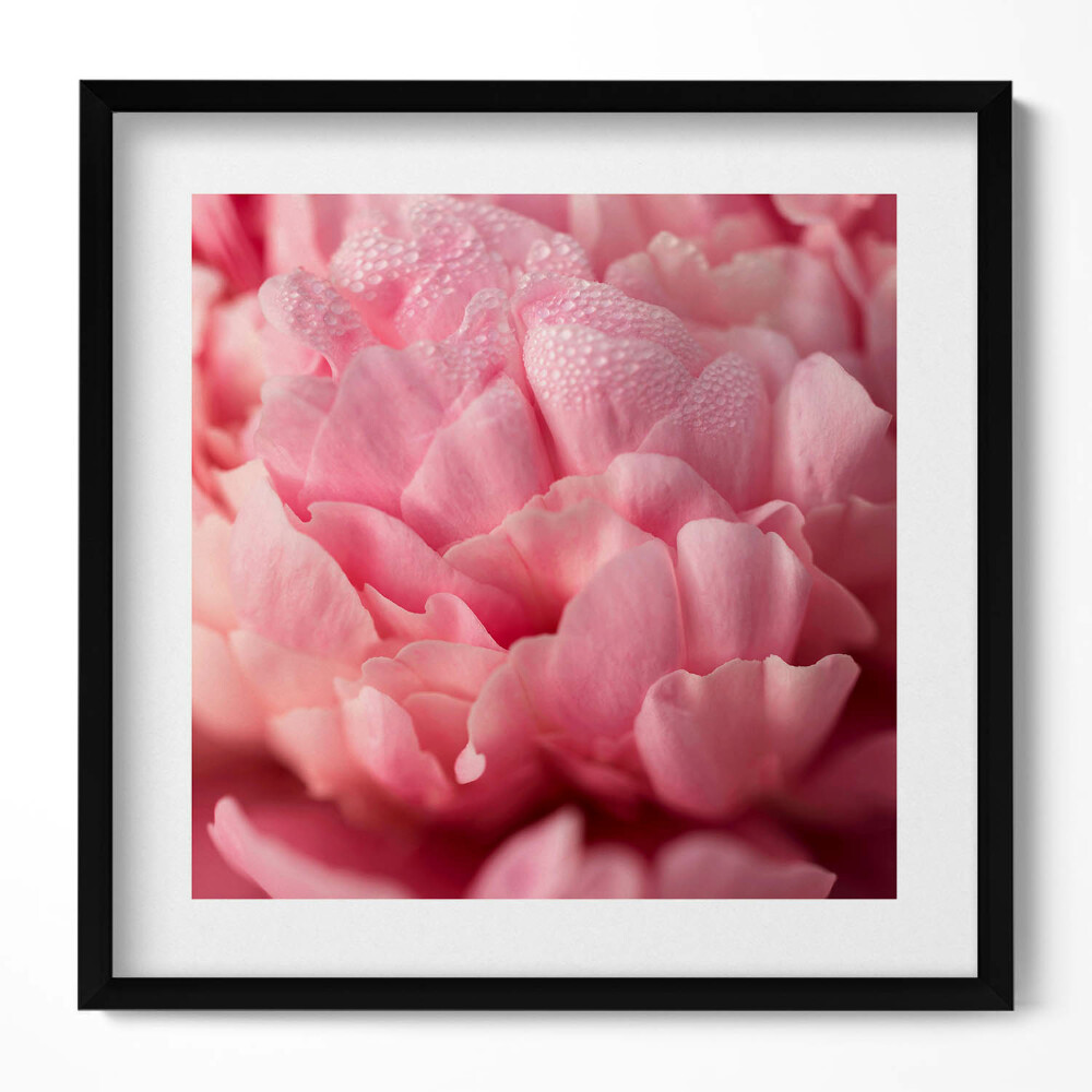 Obraz v rámu efektivní Jemné okvětní lístky