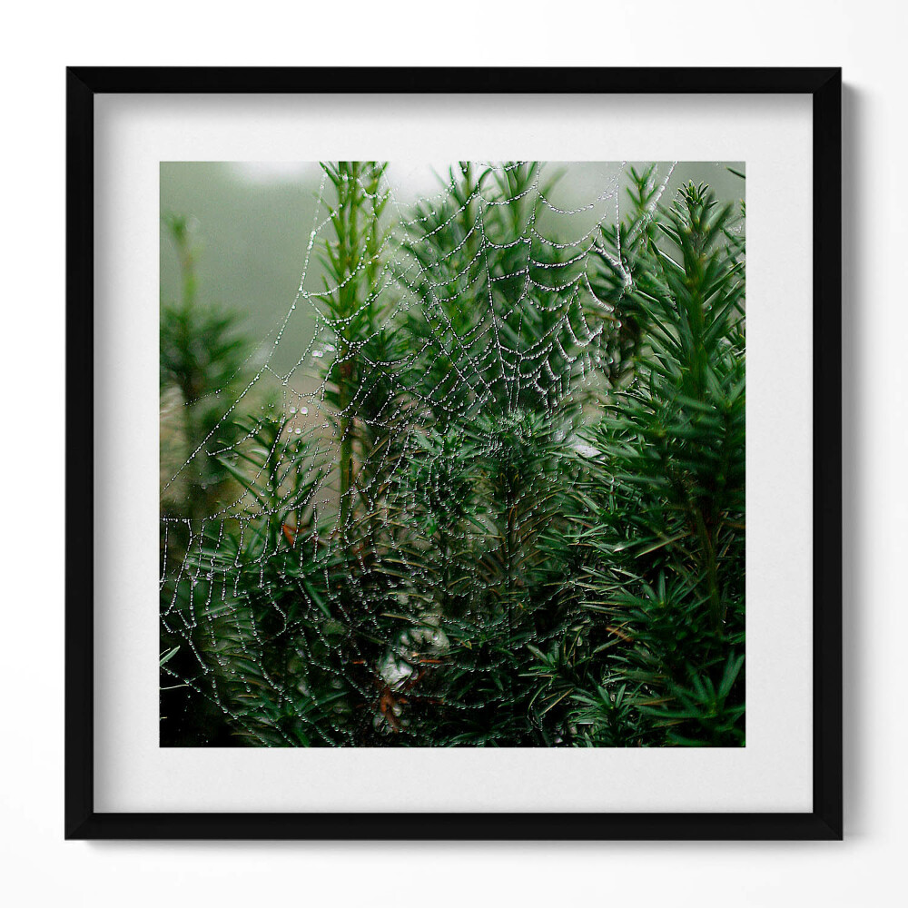 Obraz v rámu efektivní Pavučina s rosou na stromě